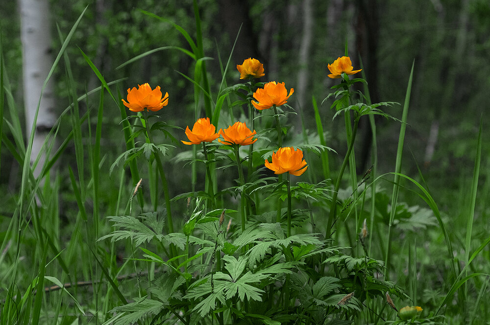 Photograph by Госпадарёв Александр