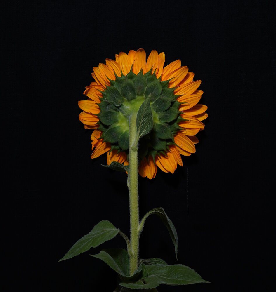 The beauty of the flower from the back!