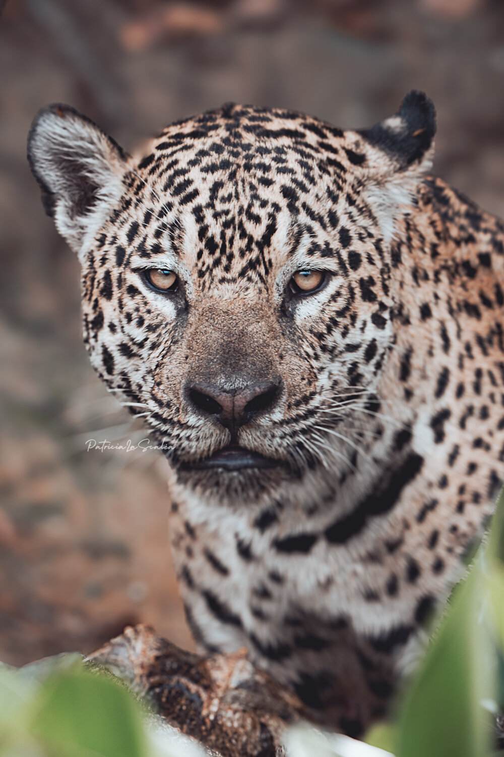 Jaguar