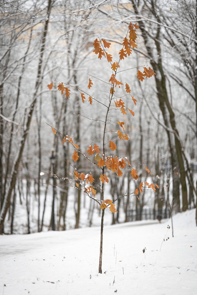 Photograph by Максим Мураков