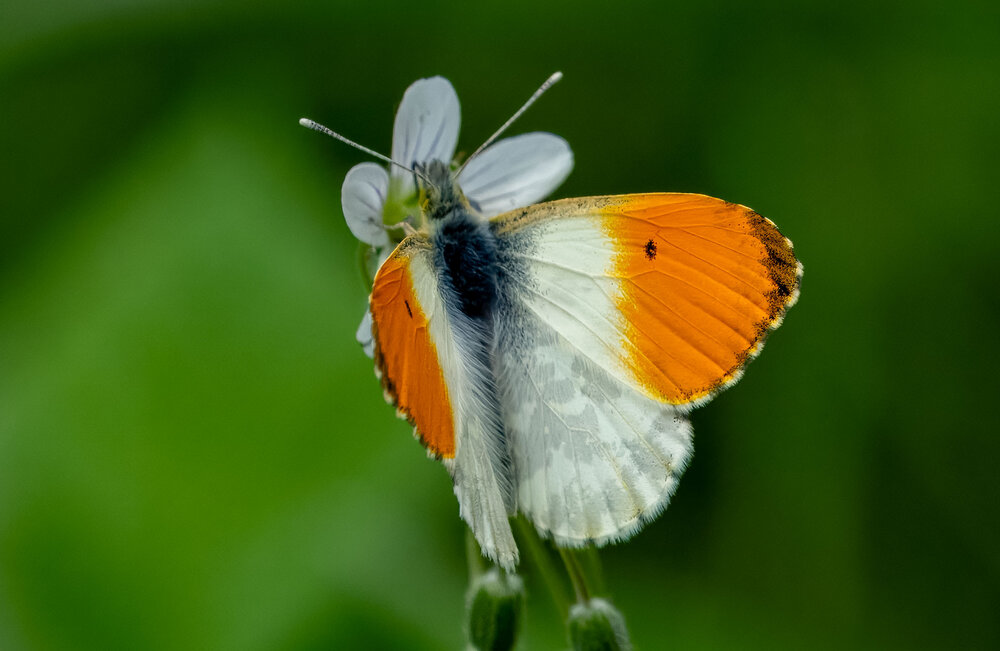 Photograph by Леонид Гришаев