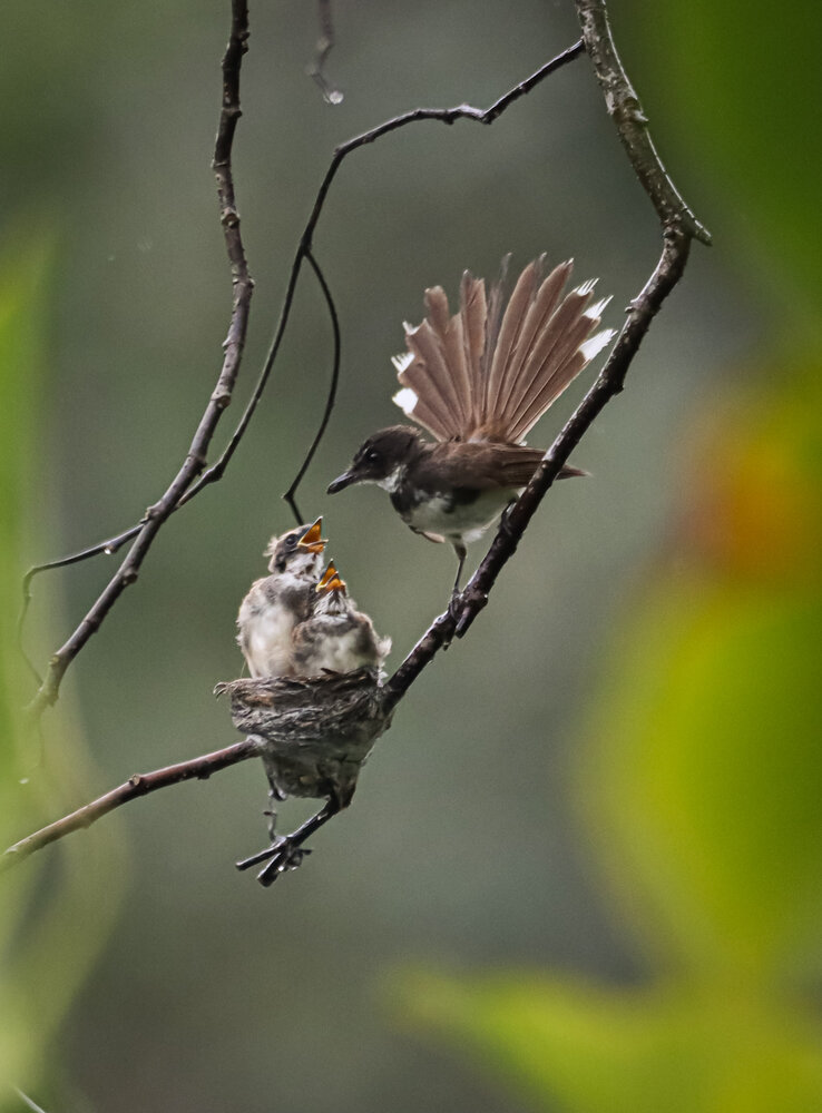Photograph by Mohan Raj Nair
