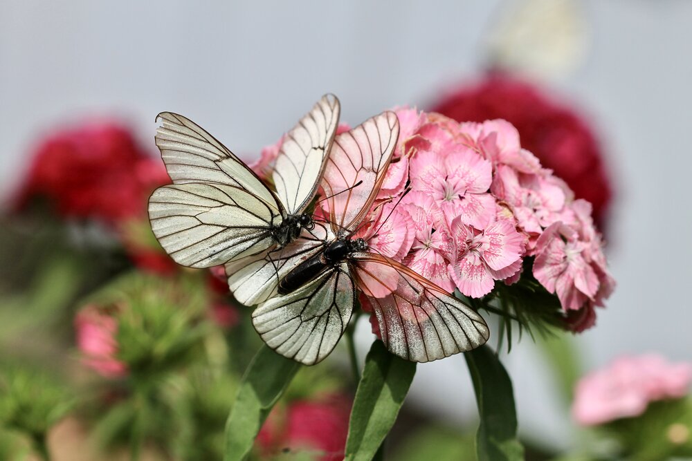 Photograph by Леунина Людмила