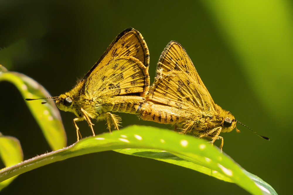 Pair of Vibrant