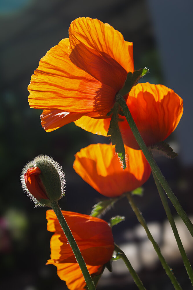 Photograph by Евгения Флиорчук