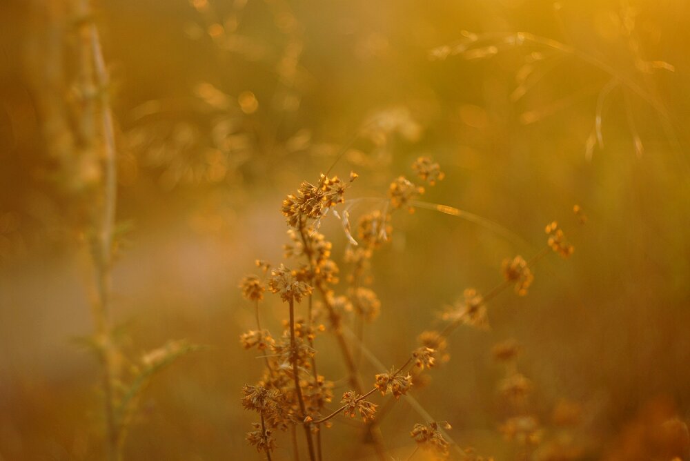 Photograph by Анастасия Брус