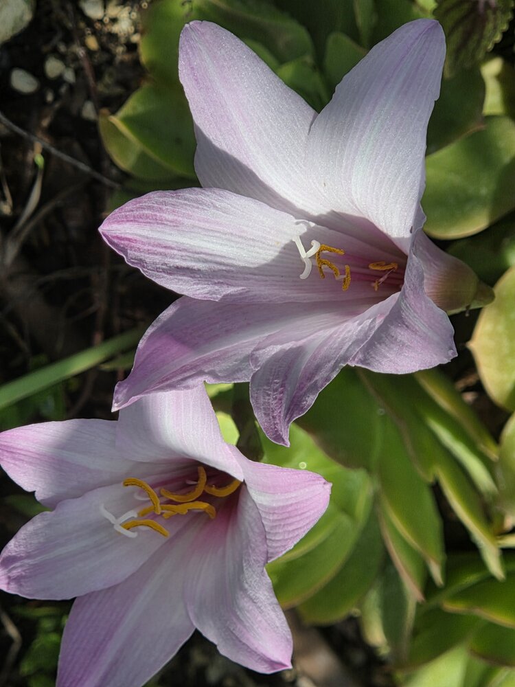 Pink rain lily
