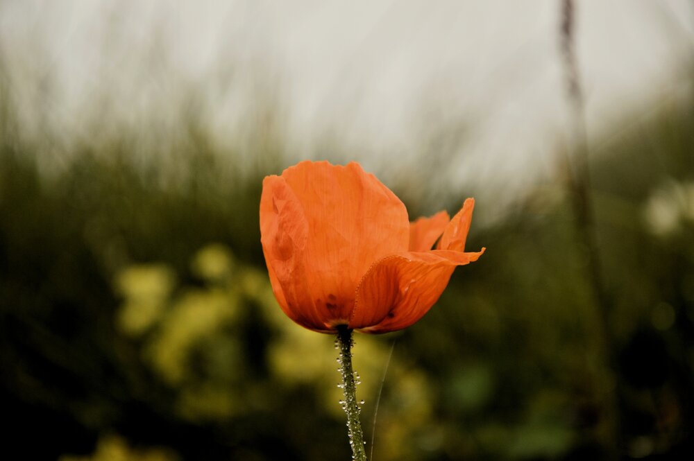 Photograph by Svetlana Timoshenko