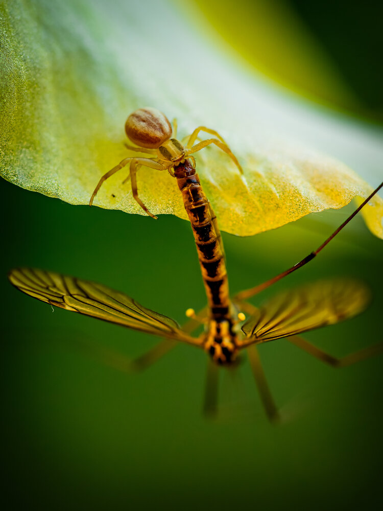 Photograph by Stefania Pelosi