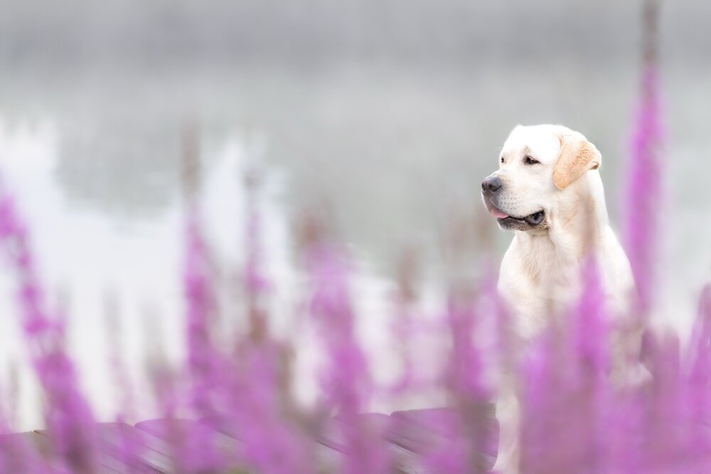 Photo #13983784