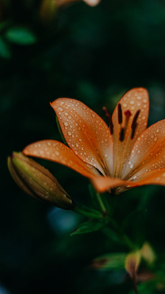 Photograph by Alisa Lisova