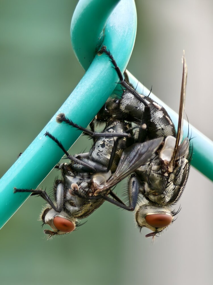 Two flies mating