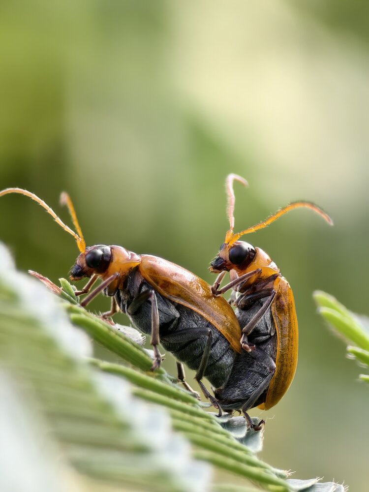 Leaf beetles mating