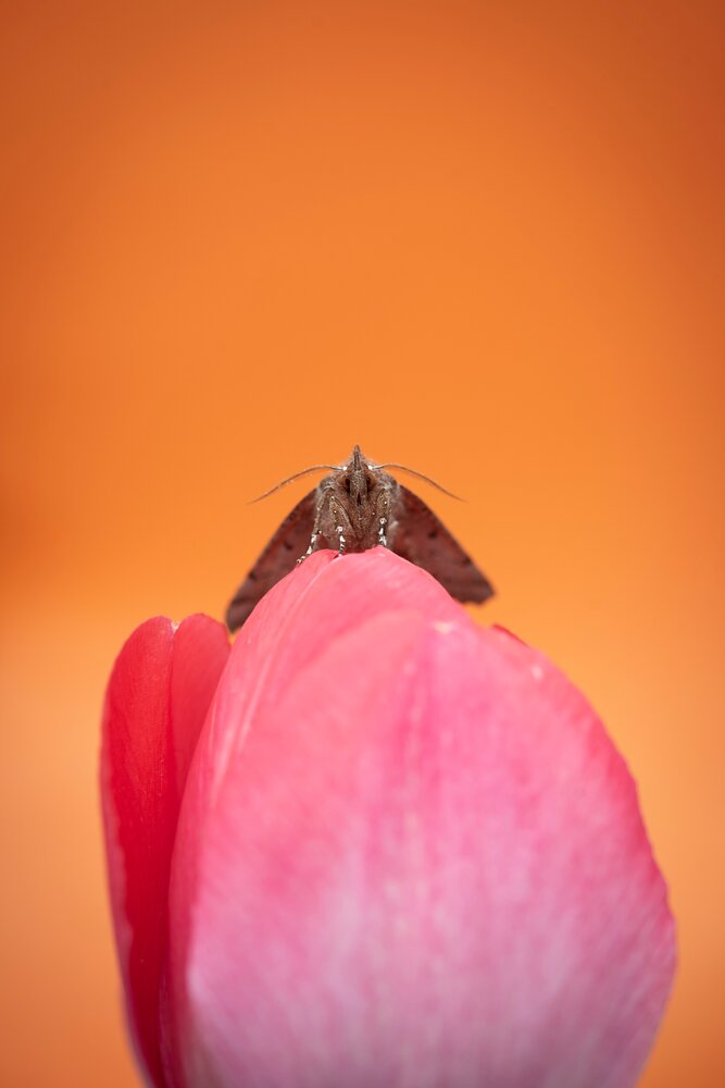 Photograph by Ольга Гоглова
