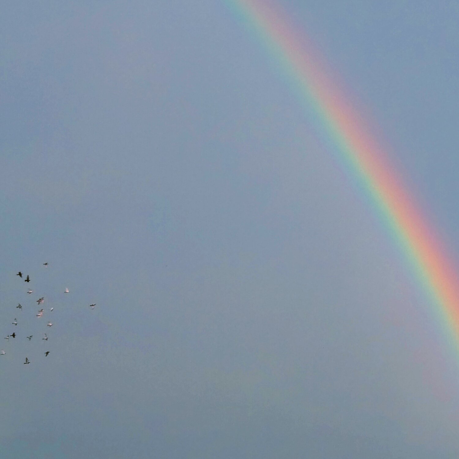 A rainbow!
