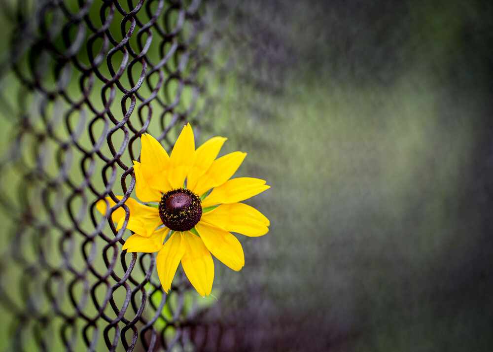 Photograph by Светлана Волкова