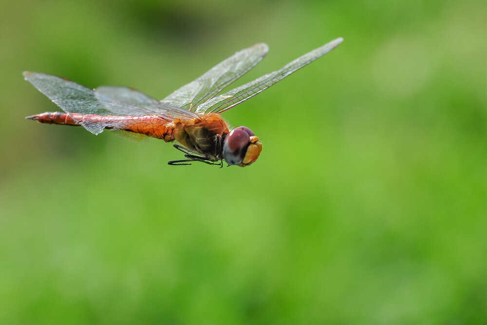 Photograph by Maryanto