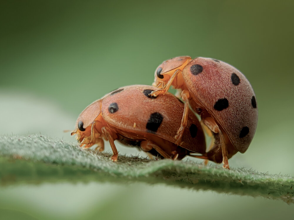 The couple of Ladybug