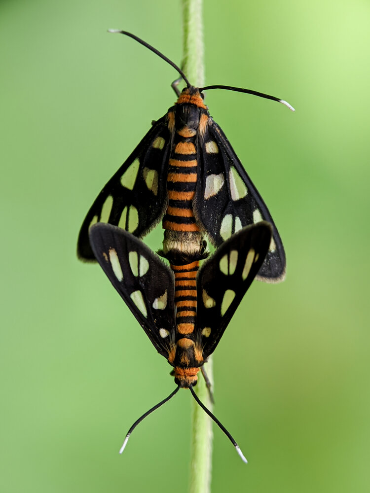 The couple of Hübner\'s wasp moths