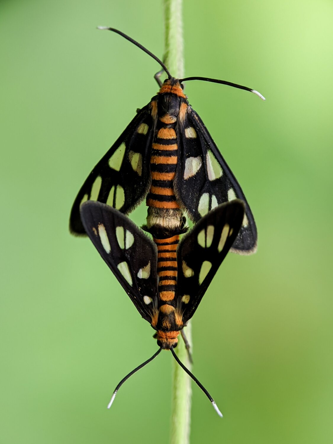 The couple of Hübner\'s wasp moths