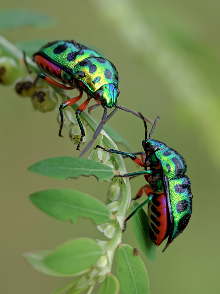 The couple of Jewel Bug