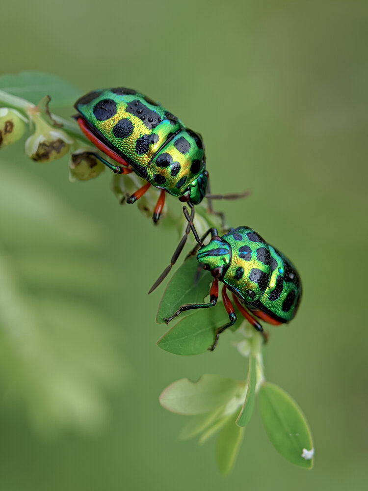 The couple of Jewel Bug
