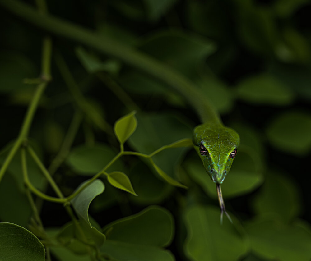 The Emerald Phantom