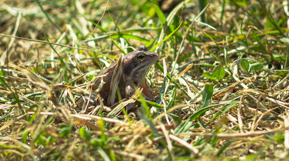 A Herbal Frog in the grass on a spring day