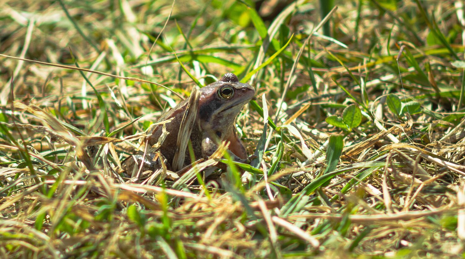 A Herbal Frog in the grass on a spring day