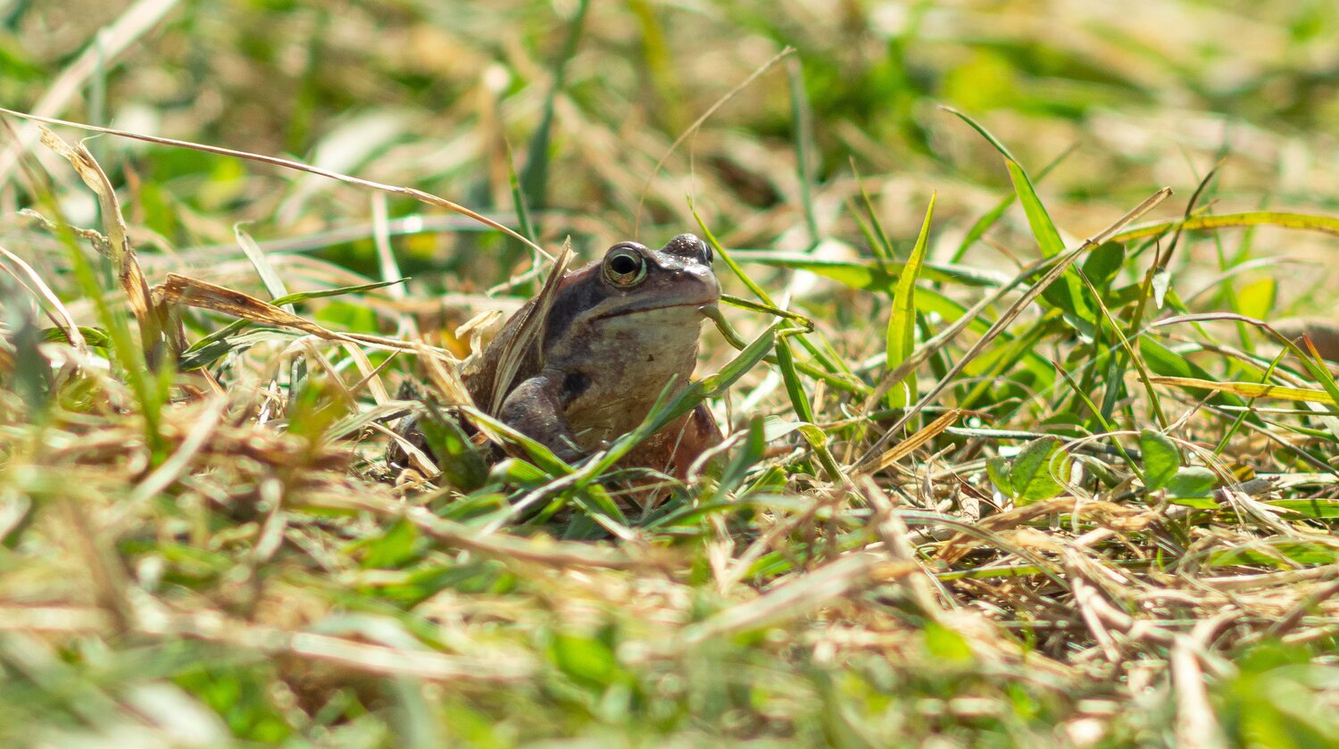 A grass frog sits low in the spring grass