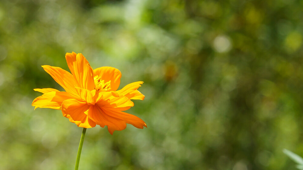 Photograph by Judel Obas