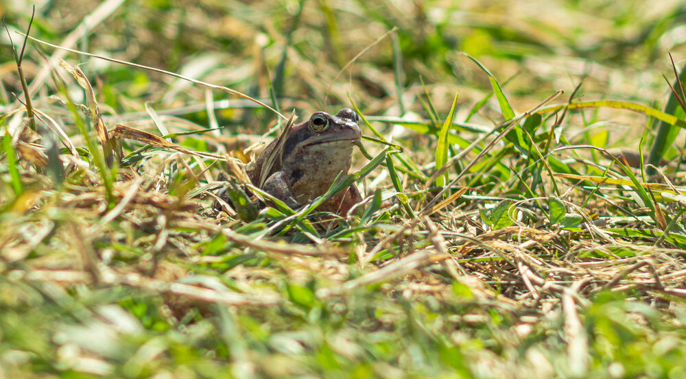 A Herbal Frog sits hidden in the spring grass