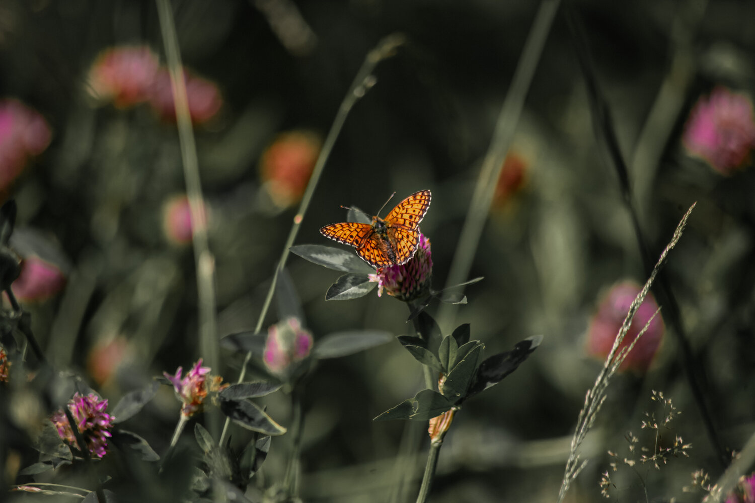 Photo #13985204