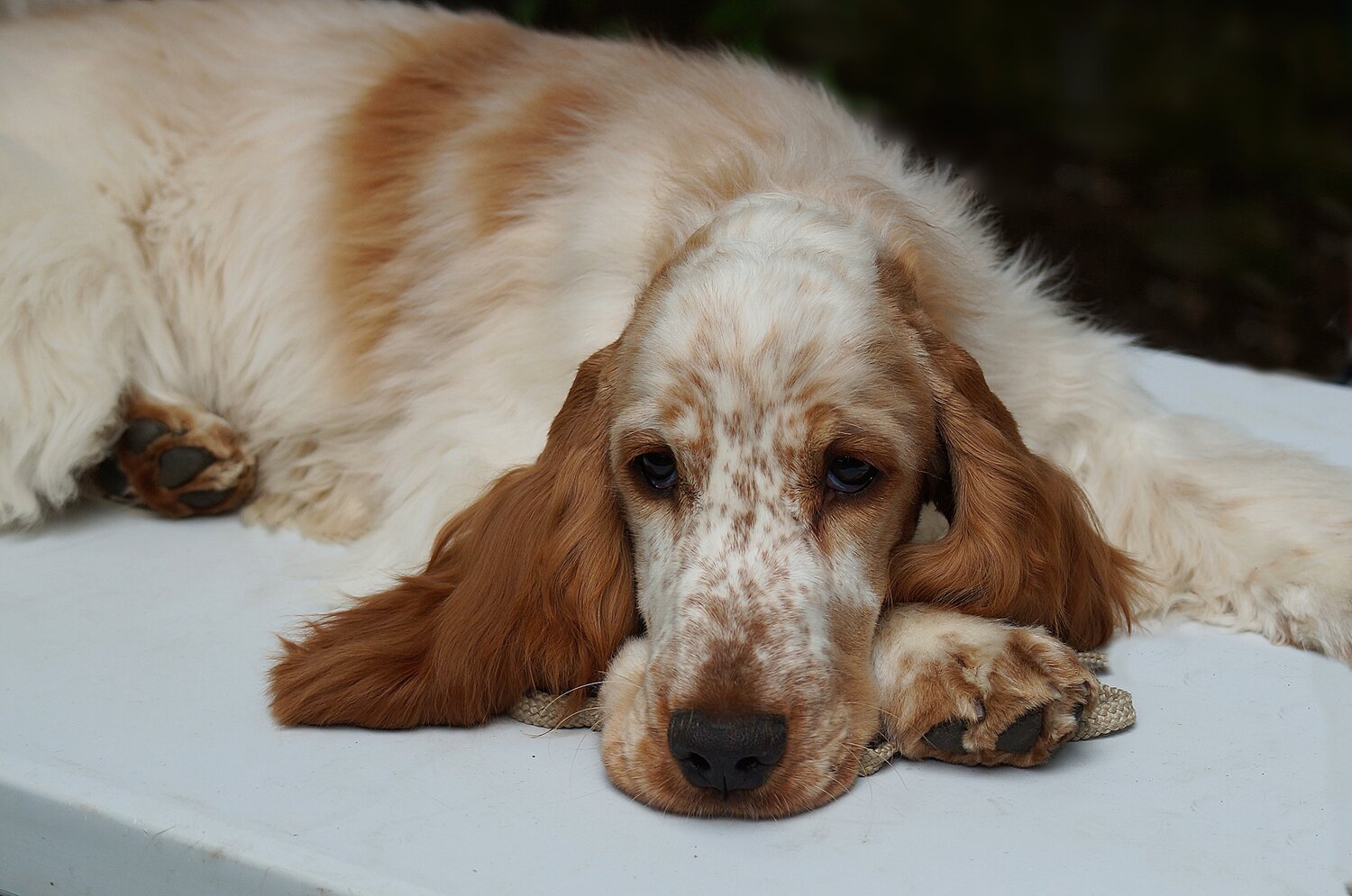 Photo #13985380
