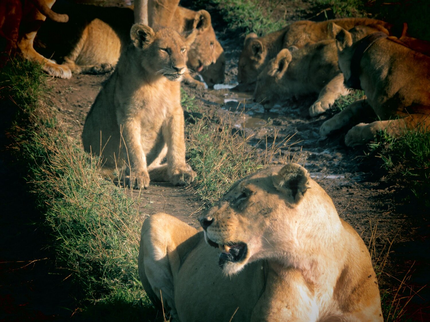 Photo #13985448