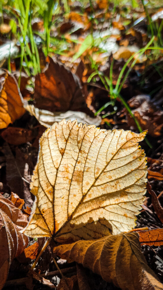 Photograph by Евгения Гродинская