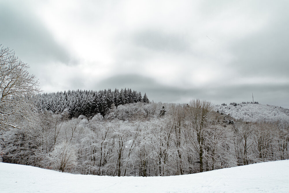A detailed wide landscape photo showing panoramic view of snow covered mixed forest and winter hills with clean snowy meadow foreground under dramatic overcast sky