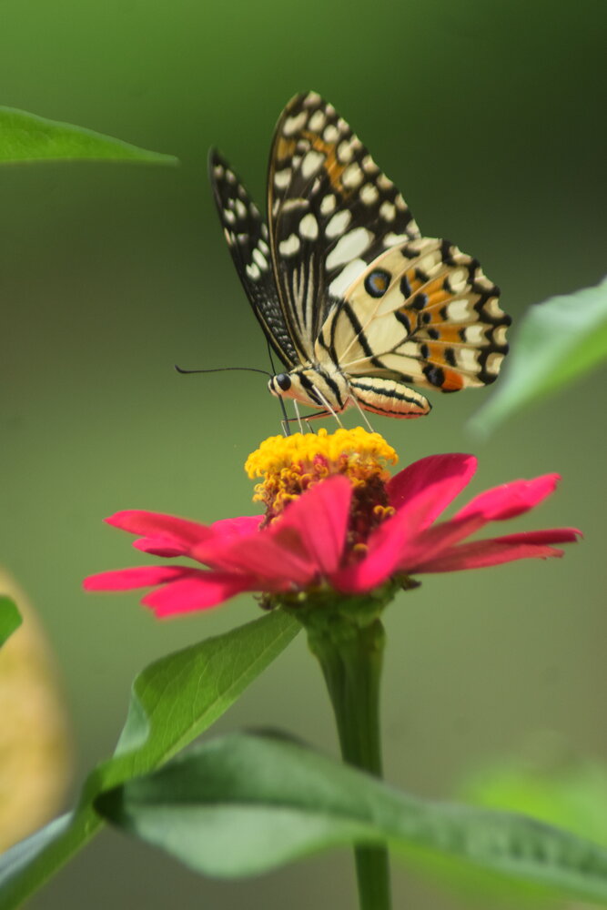 Photograph by Anas Badrunasar
