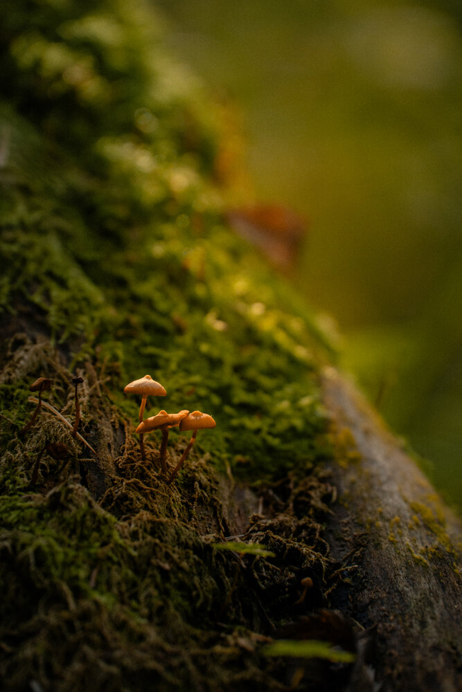 Photograph by Мария Шишкина