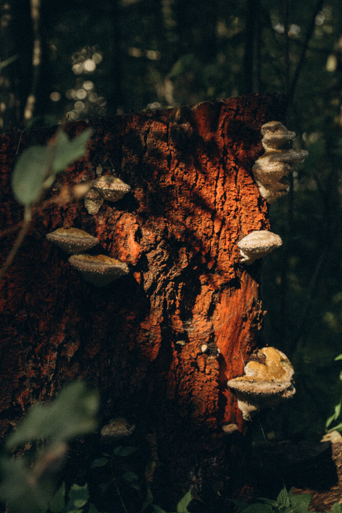 Photograph by Мария Шишкина