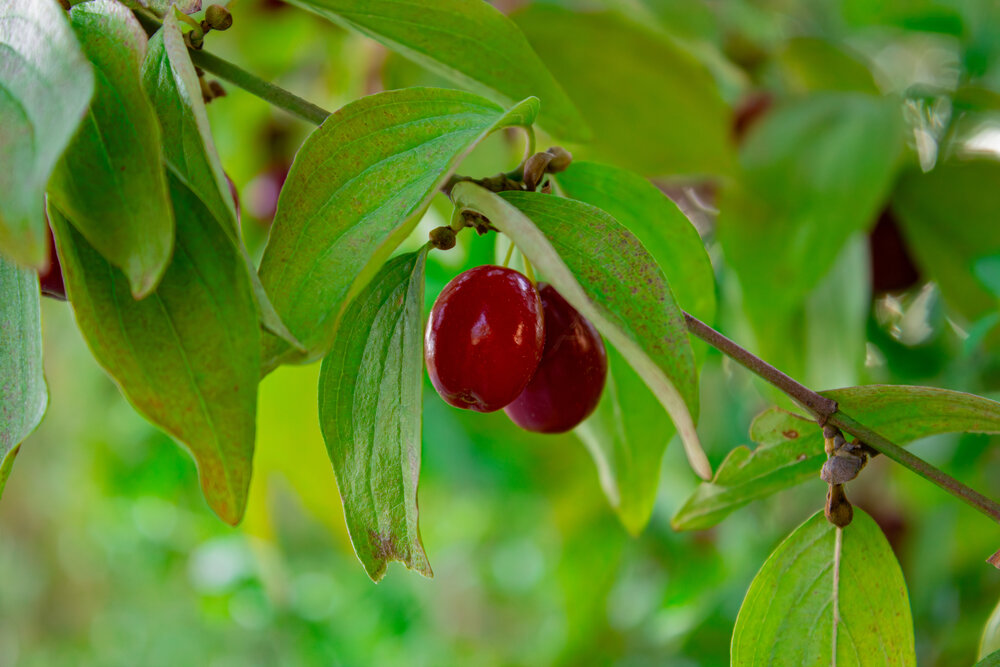 A detailed macro close up photograph showing ripe red cornelian cherry dogwood berries hanging on green leafy branch in sunny orchard garden