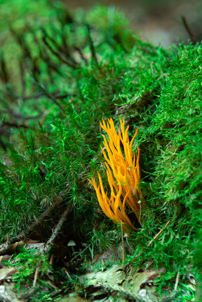 A detailed macro close up photograph showing bright yellow staghorn coral fungus Calocera viscosa growing among lush green forest moss in wild woodland