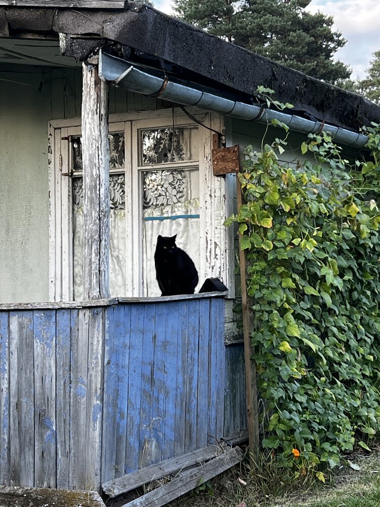 Фотография автора Светлана Малаховская