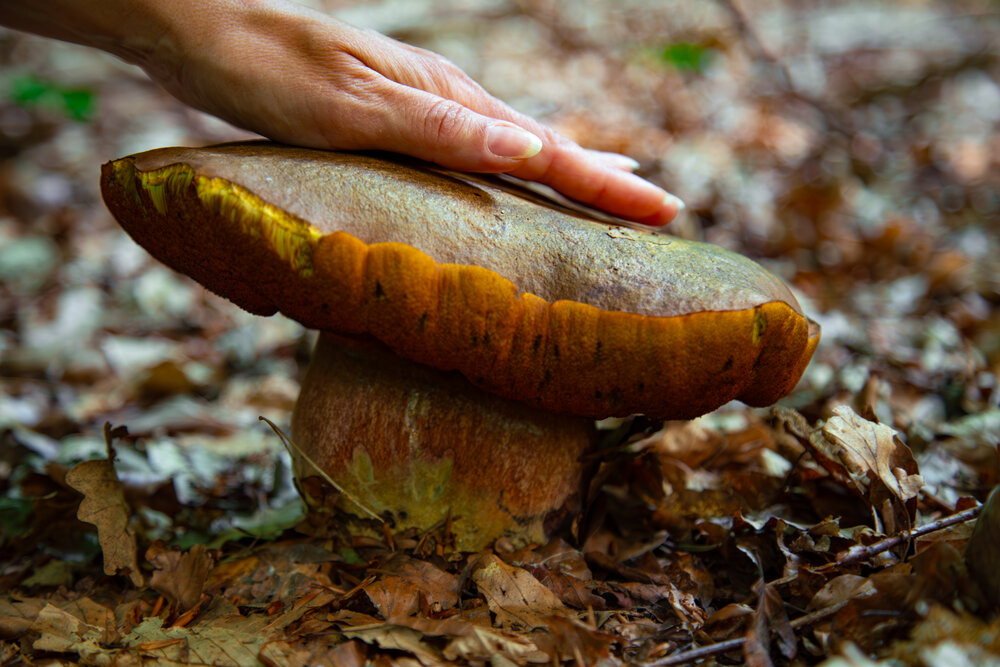 A detailed macro close up photograph showing female hand resting on a huge wild bolete mushroom growing among dry autumn leaves in forest