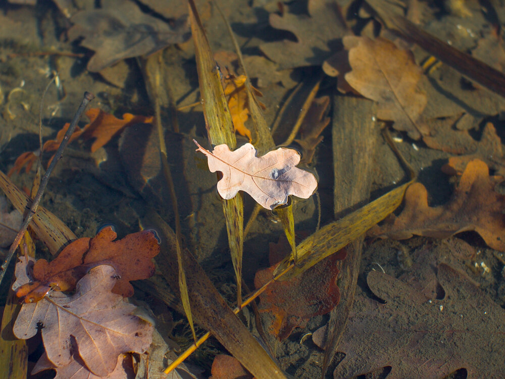 На хрустале осенних вод - Upon the autumn waters crystal face