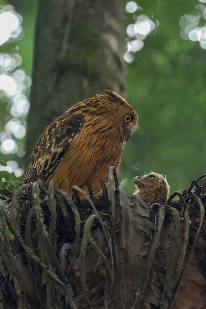 A Mother\'s Gaze