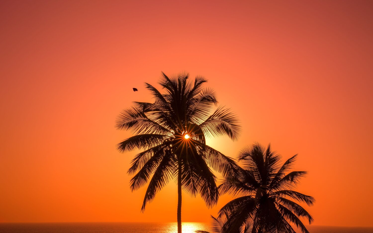 Photo #13985862