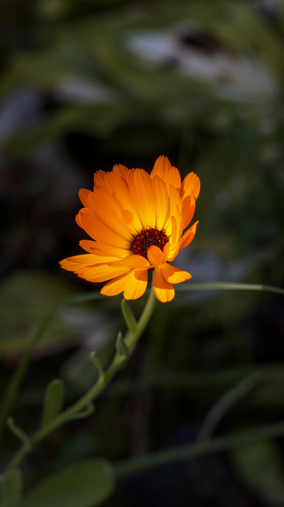 Photograph by Светлана Сушкевич