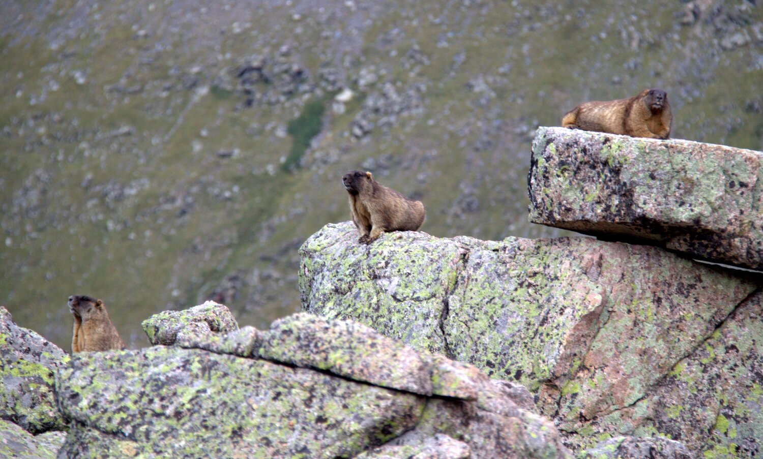 Photo #13985966