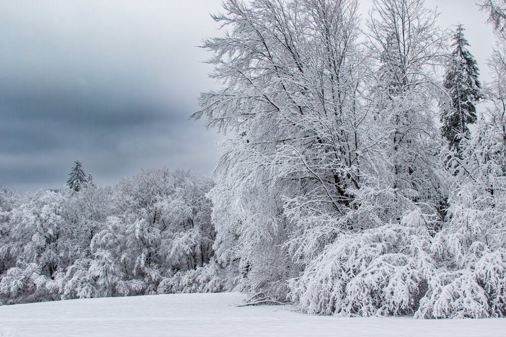 A detailed wide landscape photo showing snow covered deciduous trees and frosty forest edge along white field under dark dramatic overcast winter sky